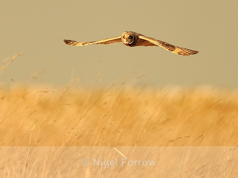 Short-eared Owl flies low, Hawling, Gloucestershire - Short-eared Owl