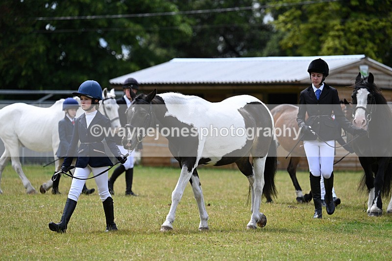 WJ7_6586 - Class 5 Handsome Gelding in hand