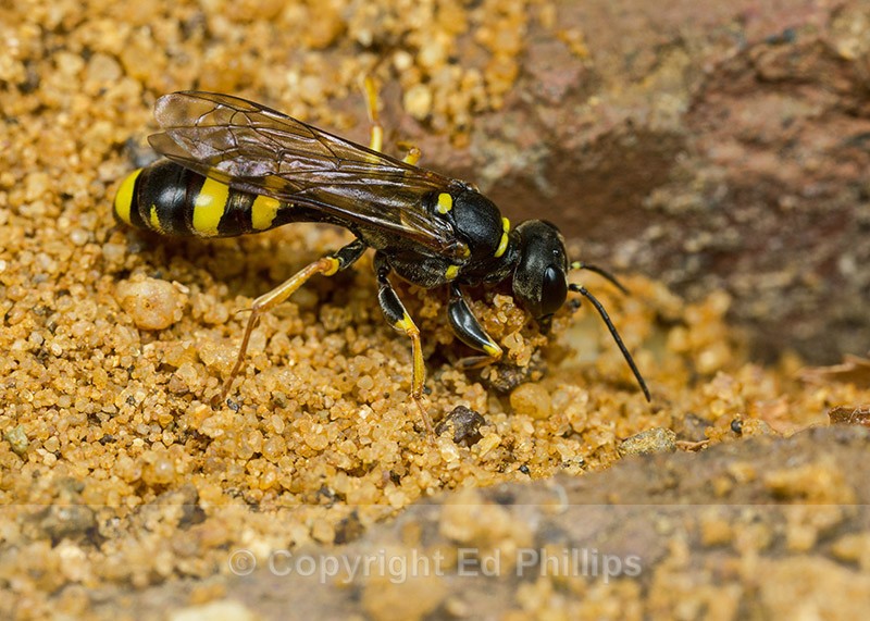 Mellinus arvensis (f) - Mellinus arvensis