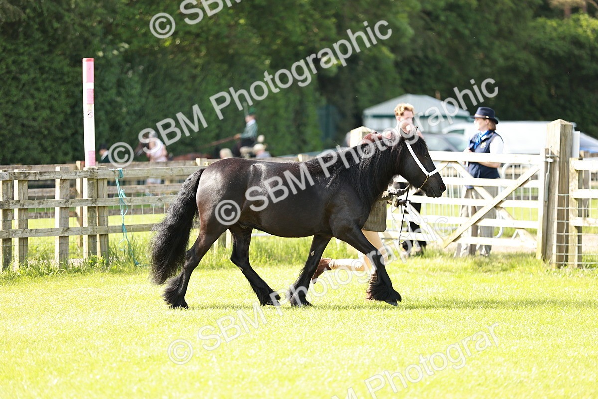 SBM_00809 - Class 14-23 - Mountain & Moorland In Hand Non Welsh