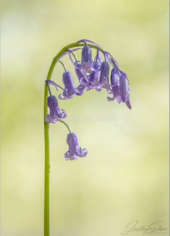 Bluebell - Lancashire