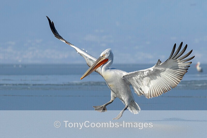 Dalmatian Pelican - Lake Kerkini