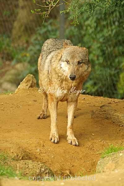 Grey Wolf - Kera (Colchester Zoo) - Smaller Cats & Other Wildlife - Wolves