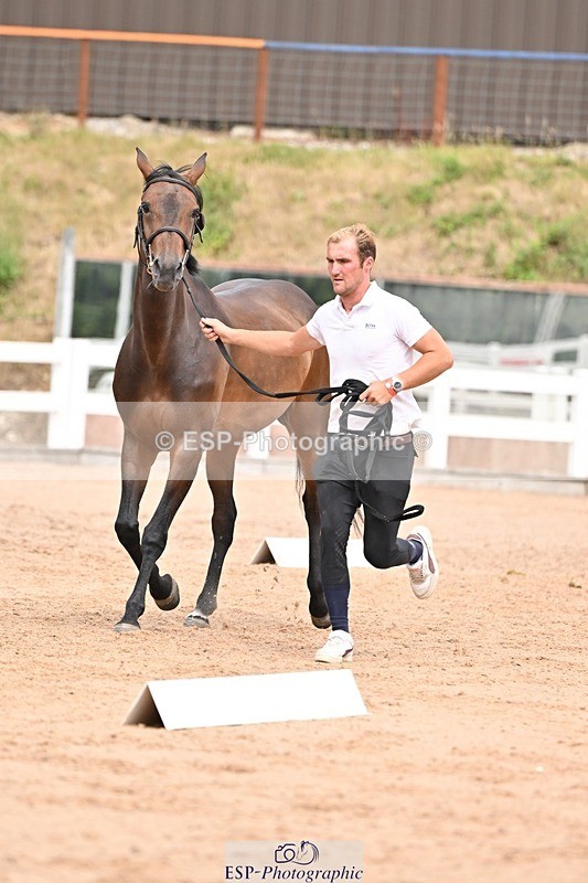 250716-154334-02163 - Trot Up 3.30 to 4.30