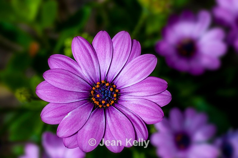 Purple Daisy - DSC_4226 - Purple