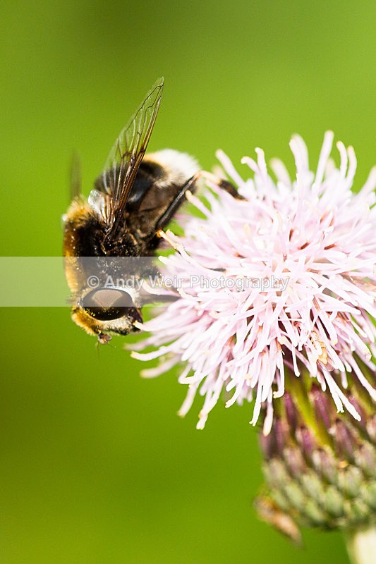 20130825-_MG_5409 - Insects
