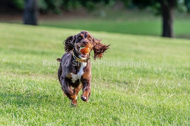 0KJS5961 - Dogs in Abington Park