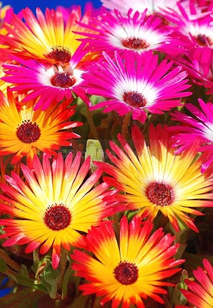 Livingstone Daisies - Flowers