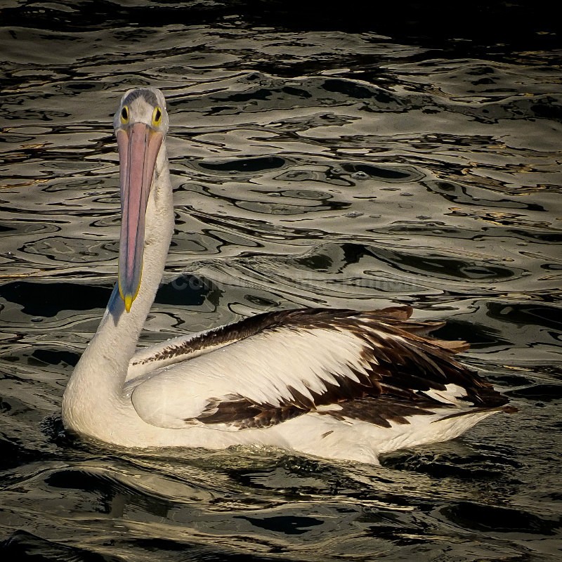 Australian Pelican - Other Shores