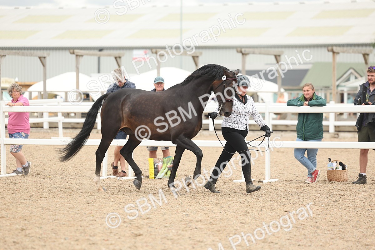 SBM_19242 - Class 317 - IH Pure Bred Horse-Pony
