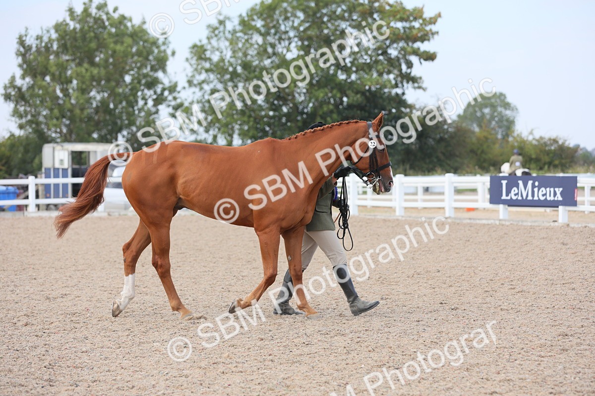 SBM_15899 - Class 312 IH Competition Horse/Pony