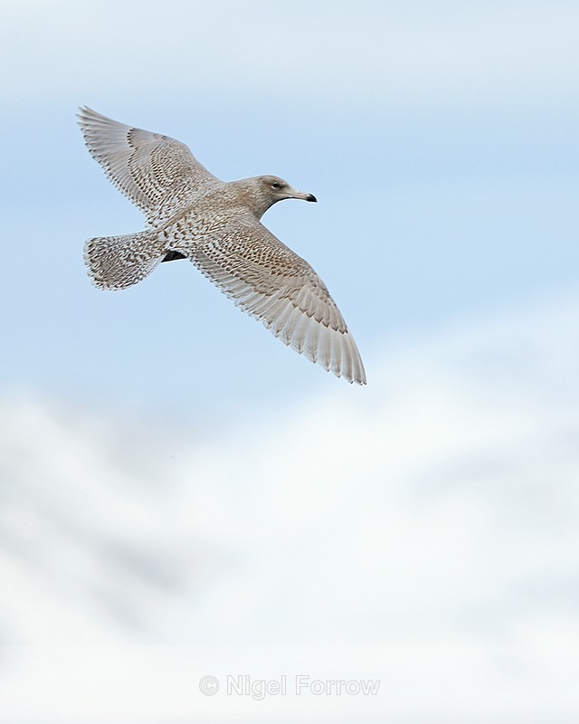 Glaucous Gull (juvenile) in flight, Grundarfjörður, Iceland - Glaucous Gull