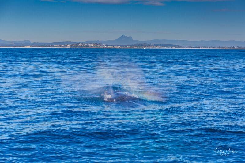 _16A0696. Humpback mugging with Mt. Warning 2 - 2023 Whale Photos
