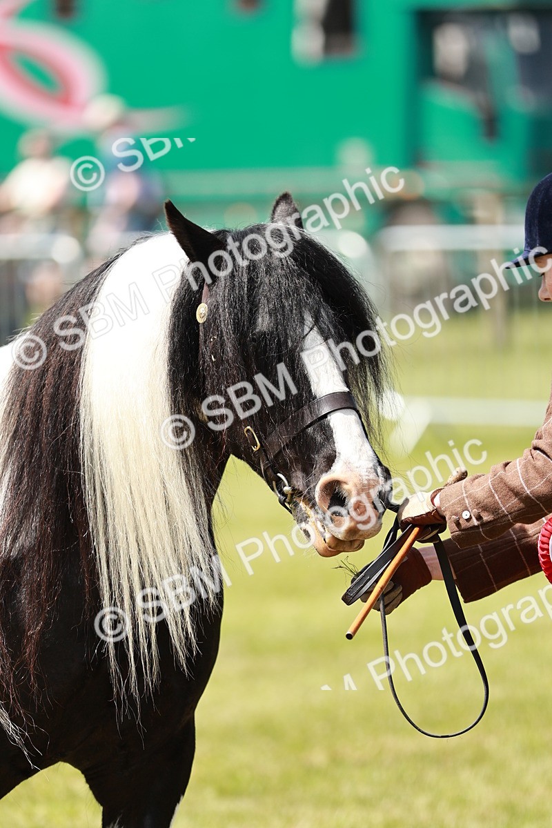 SBM_05503 - Class 41-45 - Riding Pony-Hunter Pony Breeding