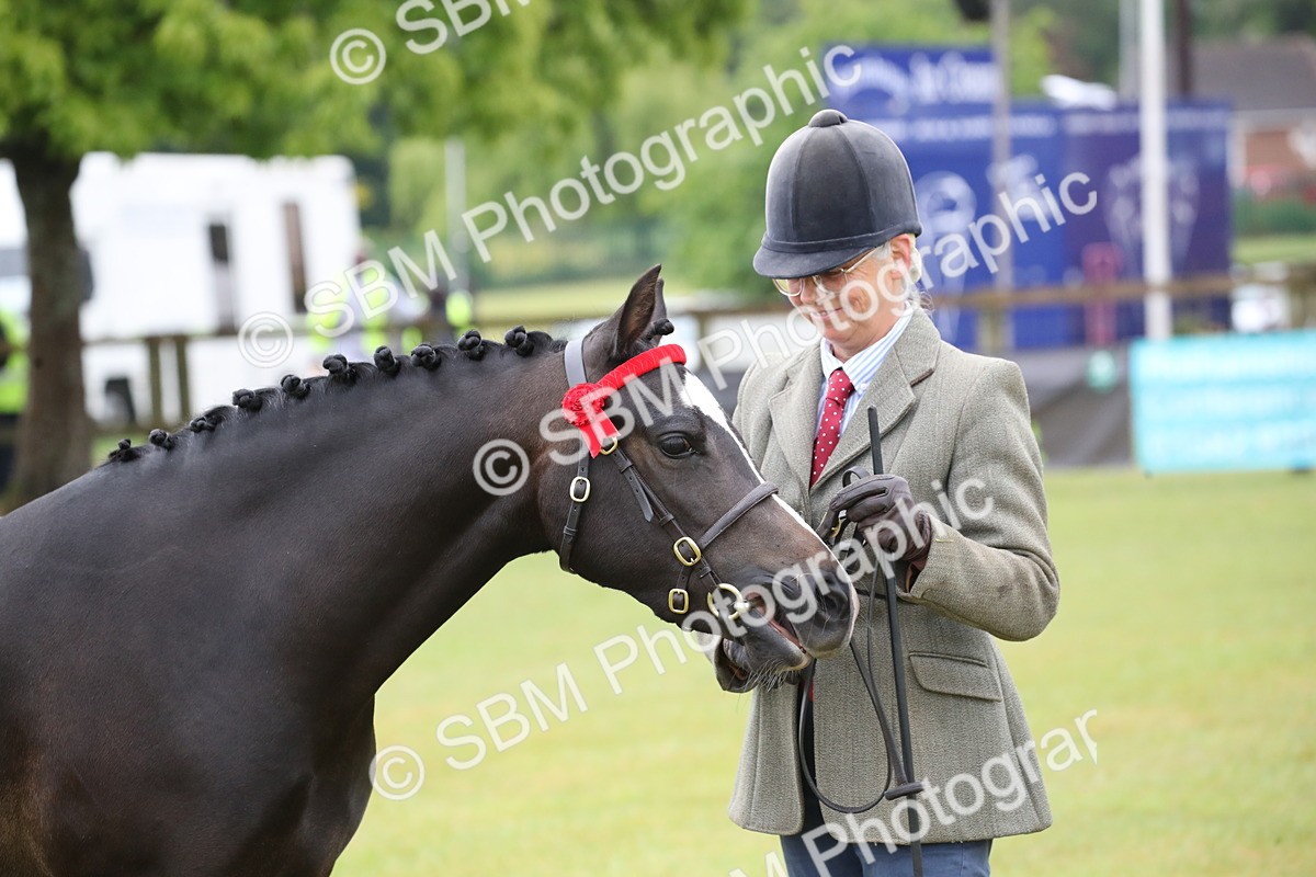 SBM_00063 - Class 17-20 - Arab & Part Bred - Anglo Arab In Hand