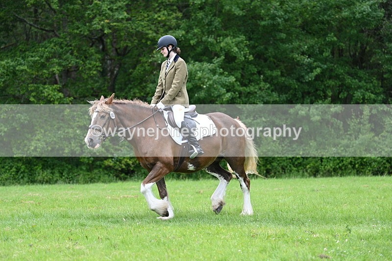 WJ7_4505 - Class 14B Prettiest Mare