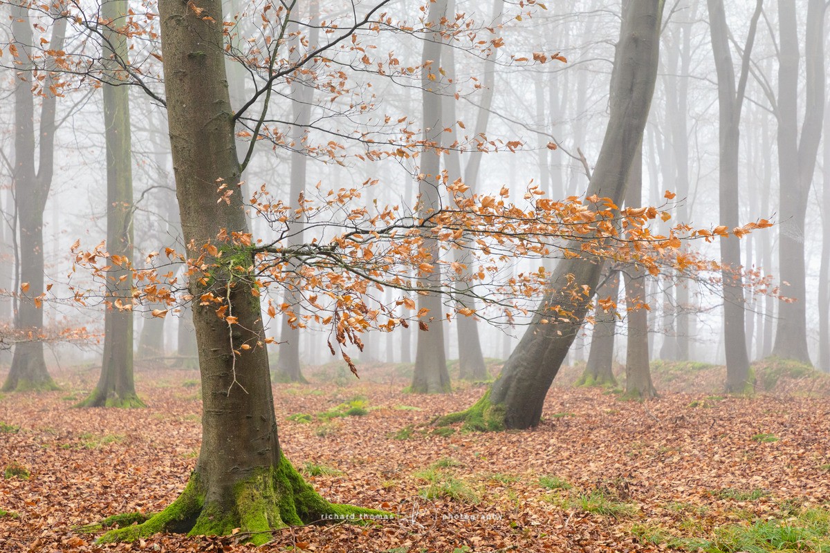 Brickiln Beech - Woodland