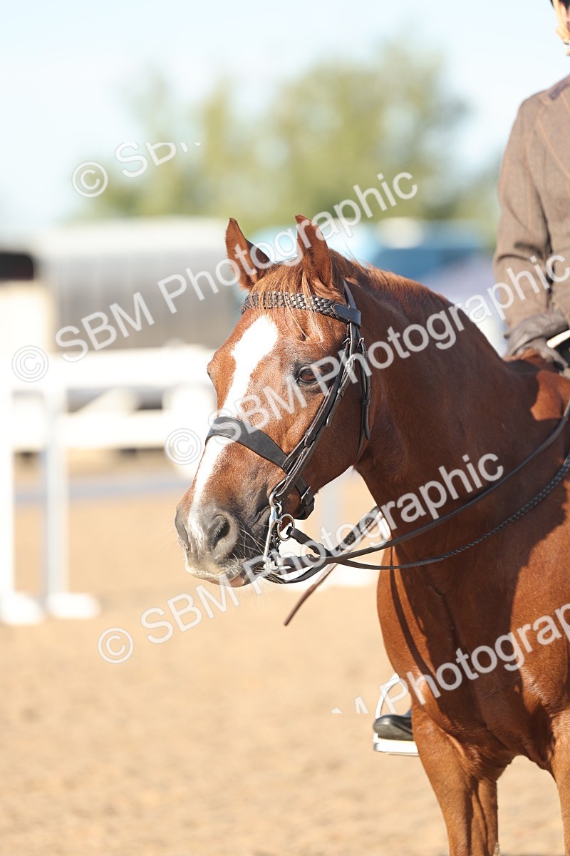 SBM_11051 - Class 302 - Ridden M&M Large Breeds