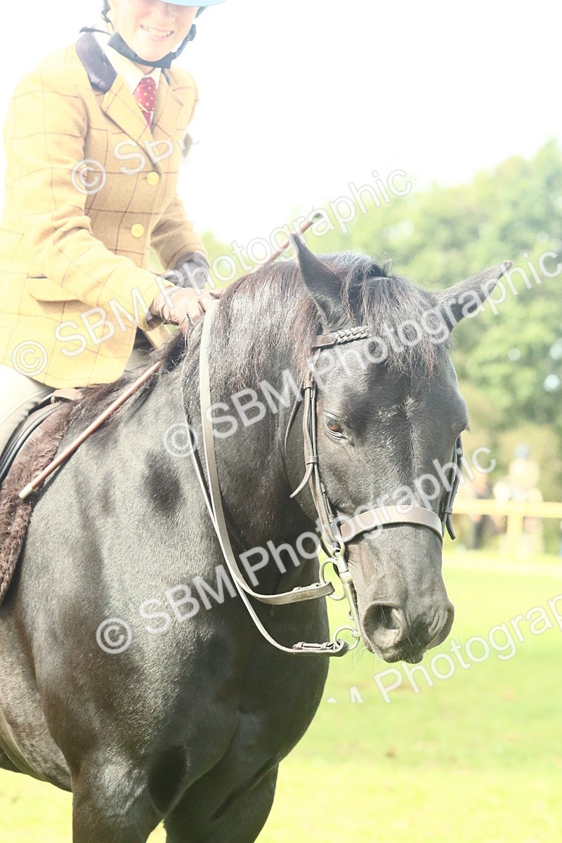 SBM_66740 - S34 - Rehabilitated Rescue Horse & Pony In Hand & Ridden