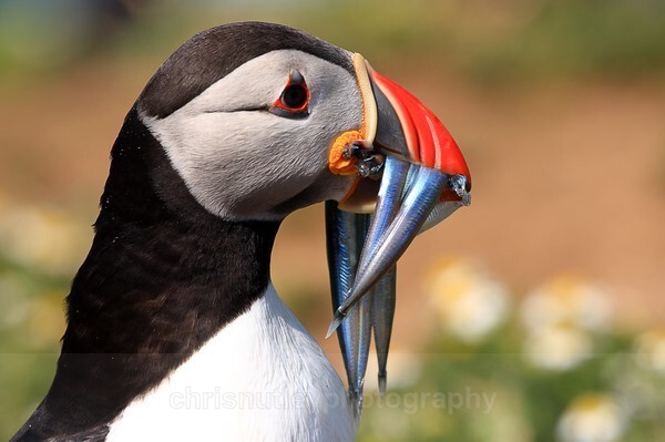  - Birds of Britain and Europe