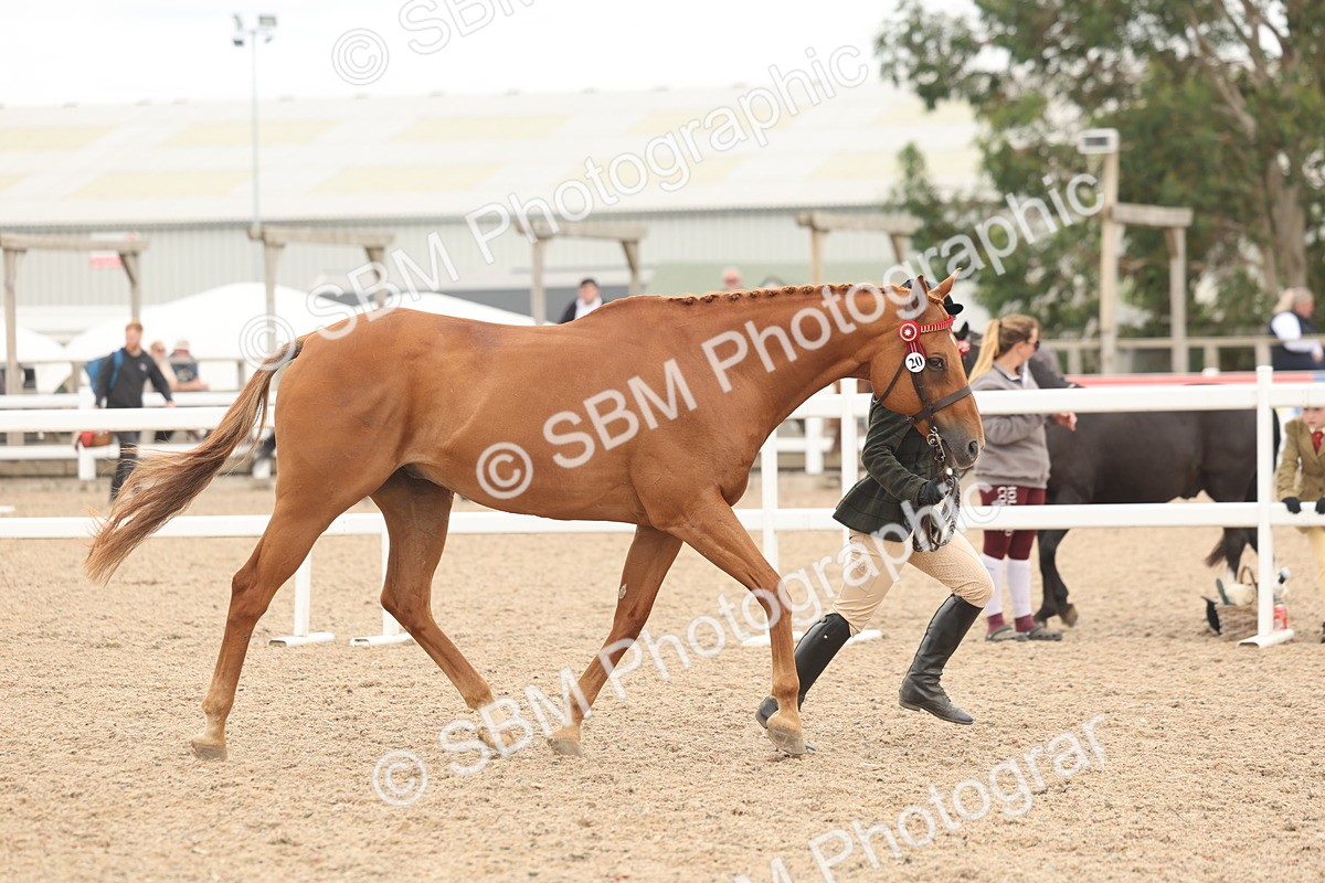 SBM_17081 - Class 313 - IH Retired Racehorse