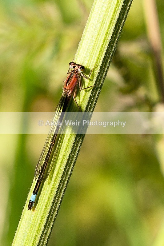 20080623-006 - Dragonflies & Damselflies