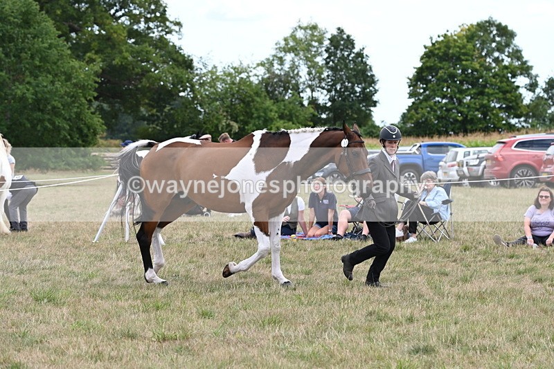 WJ6_6067 - Class 19 In-hand Veterans (Uploaded correct folder)