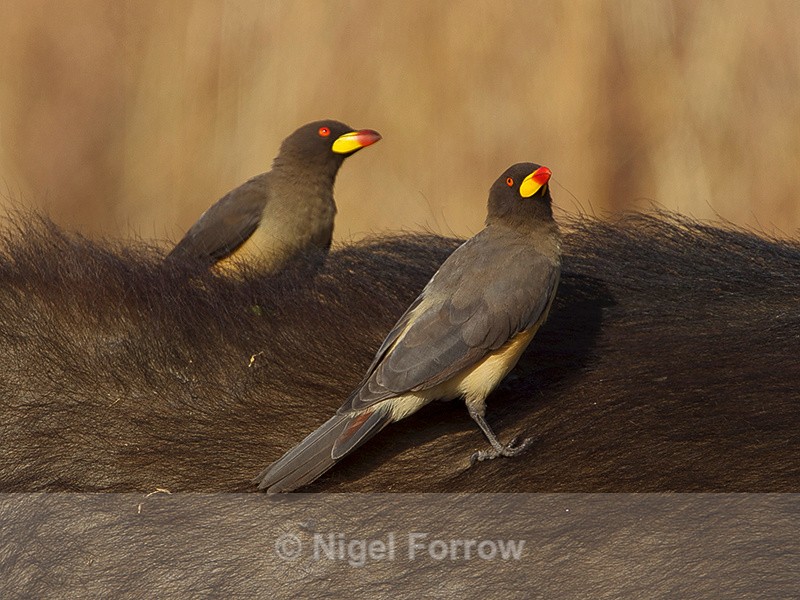 Yellow-billed Oxpeckers perched on the back of a Buffalo - Yellow-billed Oxpecker