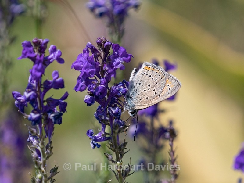  - Insects, Spiders and other Animals