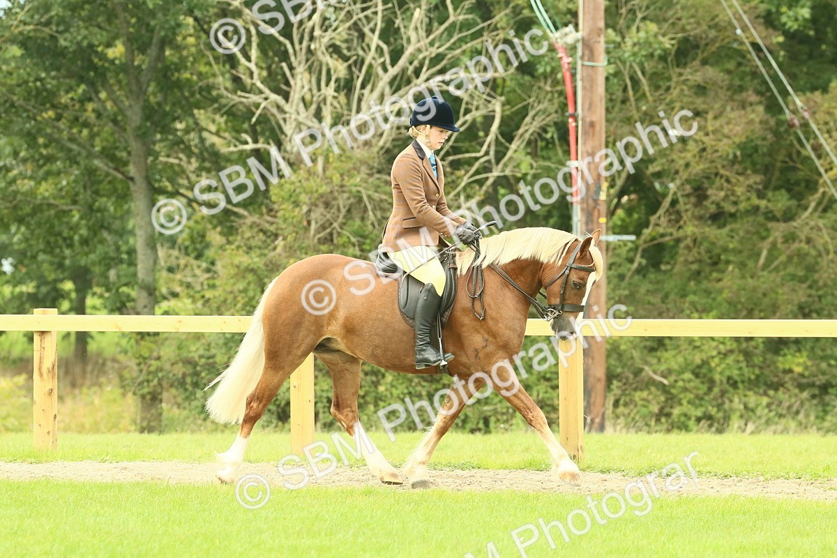 SBM_71854 - S60 - Mountain & Moorland Ridden Large Breeds