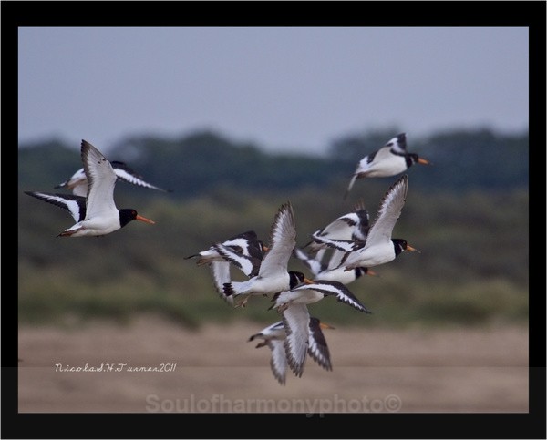 oyster Catcher's - Wildlife Wildlife