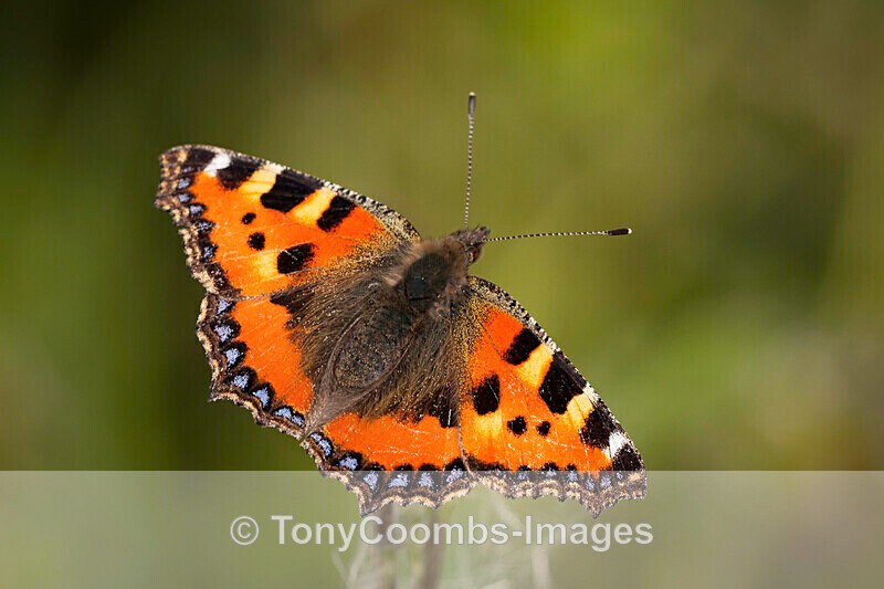Small Tortoiseshell Butterfly - Other Wildlife