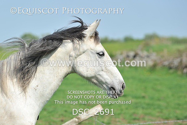 DSC_2691 - ARCHIVE REQUEST - Quincy and Guinness