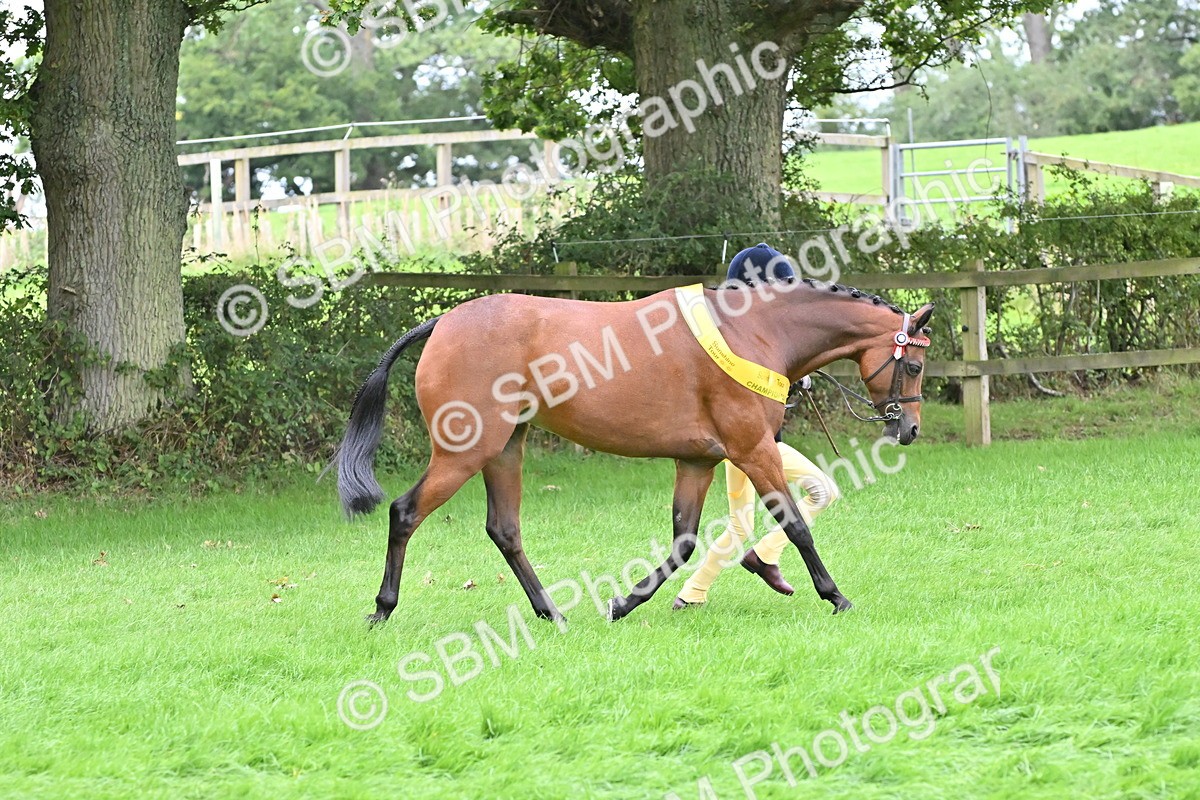 SBM_64985 - In Hand Pony & Younstock Supreme Championship