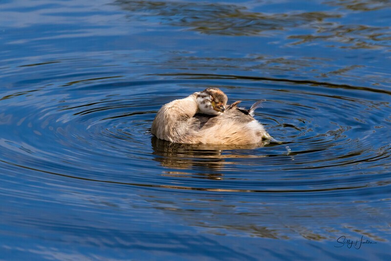 Australasian Crebe juvenile 2. 0A3A6676 - Ducks