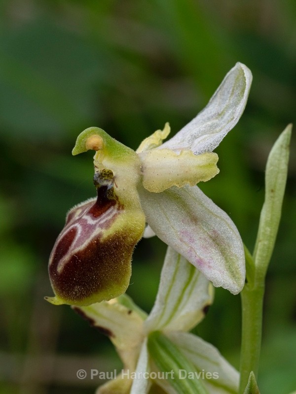 Archipelago Orchid (Ophrys archipelagi)…  synonymous with O.x arachnitiformis or  O x arachnitiformis Nm ‘archipelagiT - Gargano - Wild Orchids