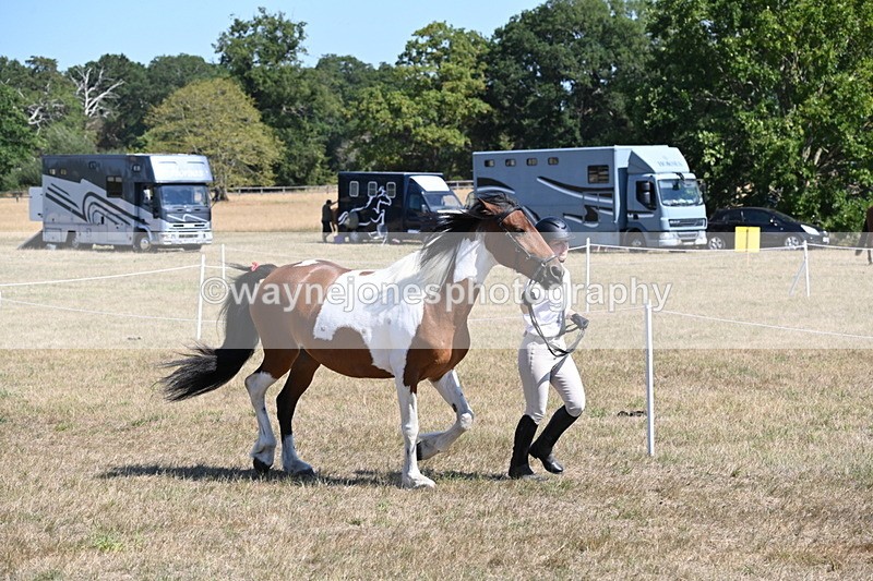 WJ6_8536 - Class 37b Best Loan Pony In-hand