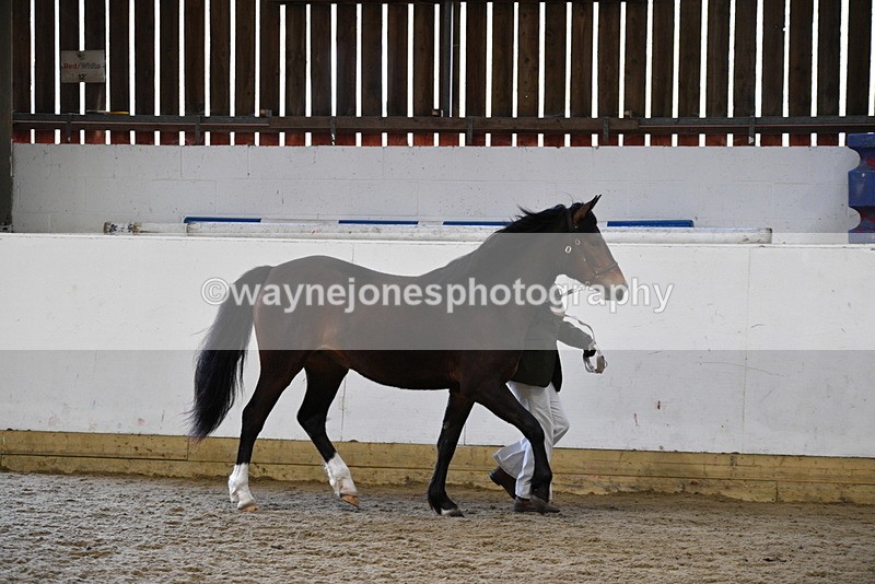 WJ5_5705 - Morning in hand Championship