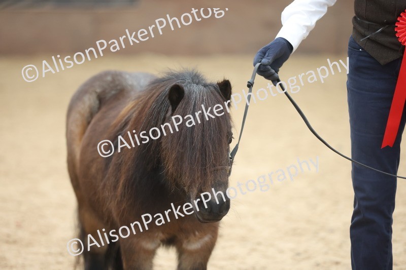 20251109-0384 - Class 14 - Geldings 4 Years and Over