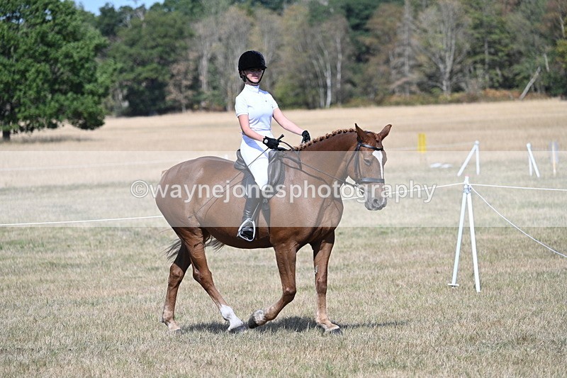 WJ7_1160 - Class 41 Prettiest Mare