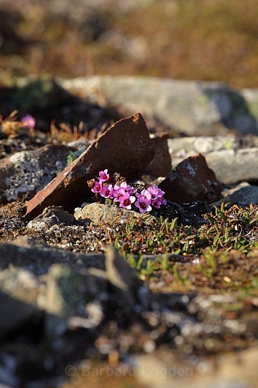 Purple Saxifrage 7273 - Colours of Svalbard