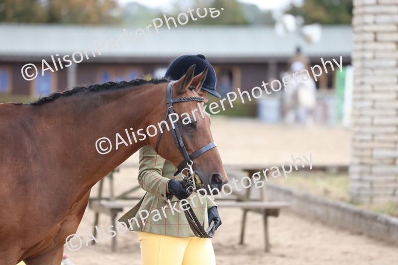 20260831-2355 - Class 9 - Show Pony and Show Hunter