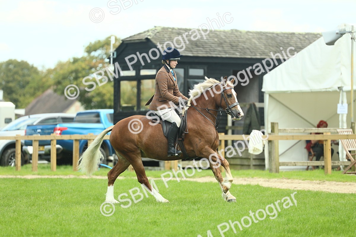 SBM_42811 - S30 - M&M Working hunter Pony