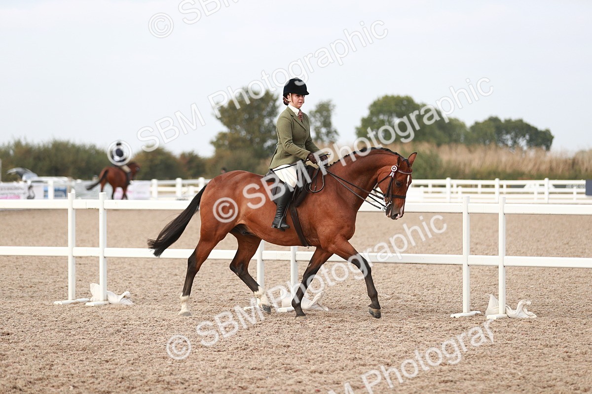 SBM_17460 - Class 215 Ridden Hack/ Riding Horse