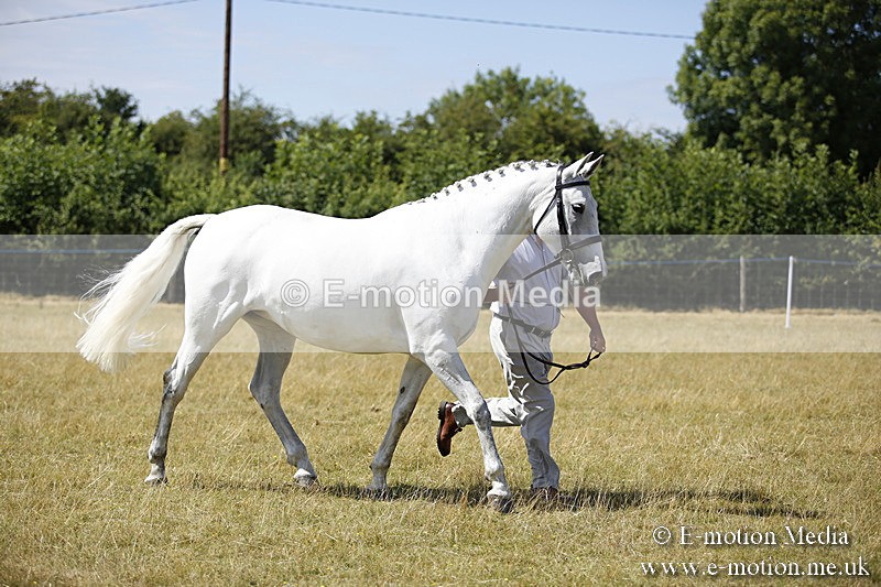 _C7A9712 - BVRC Sow 2018 Ring 2