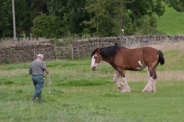 6 - Clydesdales