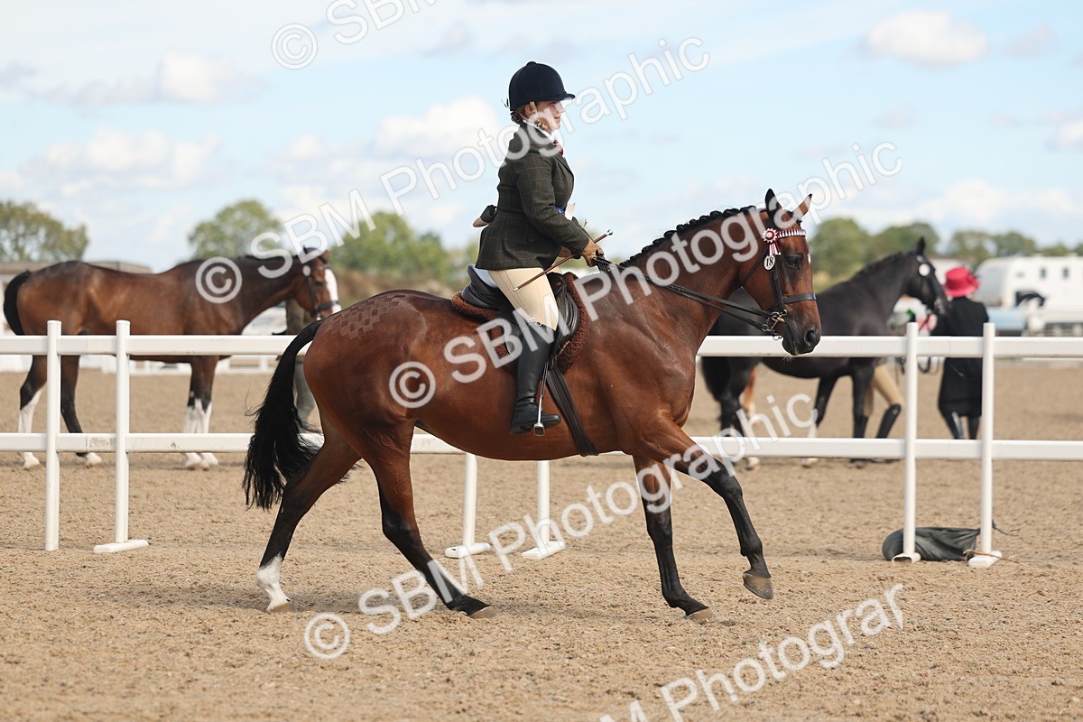 SBM_13214 - Class 306 - Ridden Foreign Breds - Part Bred