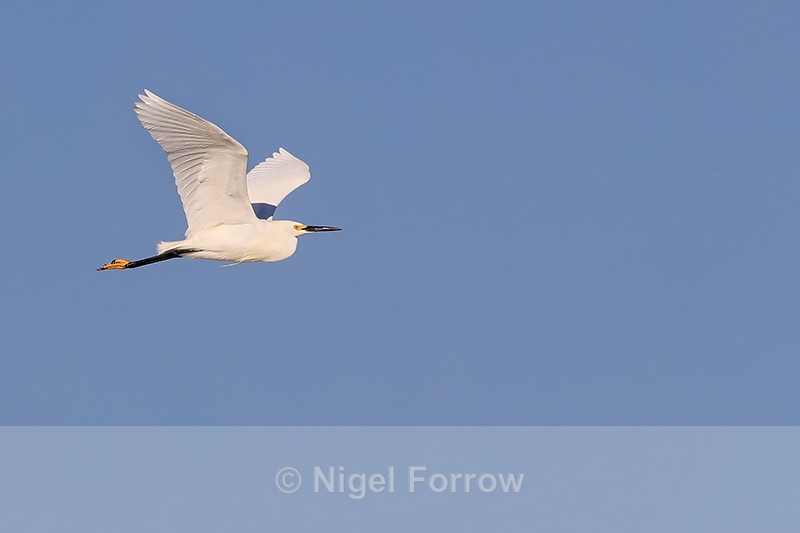 Snowy Egret flying, North Beach, Fort De Soto, Florida - Snowy Egret