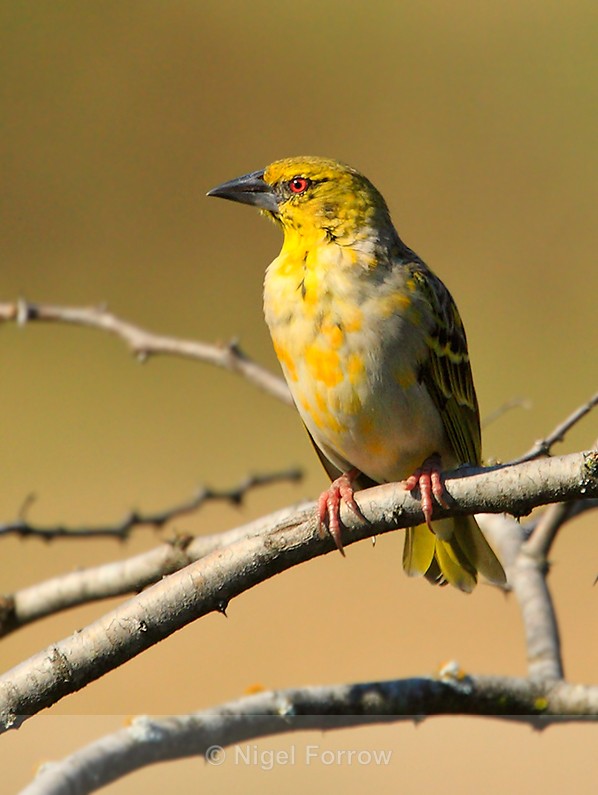 Yellow Weaver perched on a branch - Yellow Weaver
