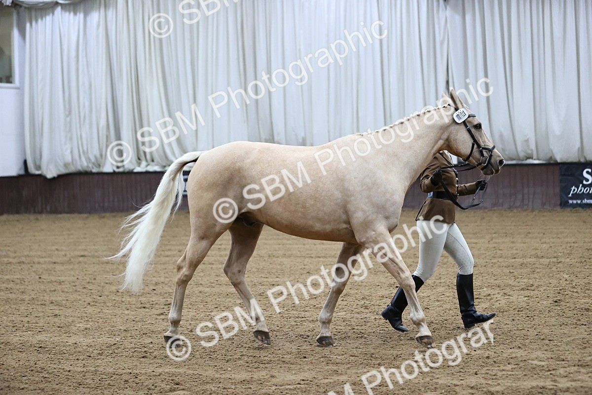 SBM_5202 - Class 39 - In Hand Gelding
